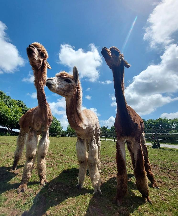 Cosy Barn On Rural Smallholding With Alpacas, Goats & Pigs Stithians Zewnętrze zdjęcie